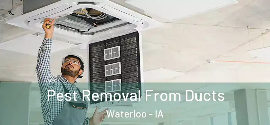 Pest Removal From Ducts Waterloo - IA